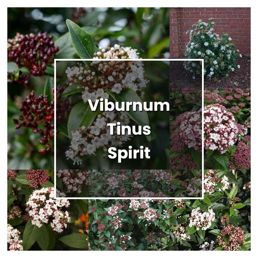 How to Grow Viburnum Tinus Spirit - Plant Care & Tips