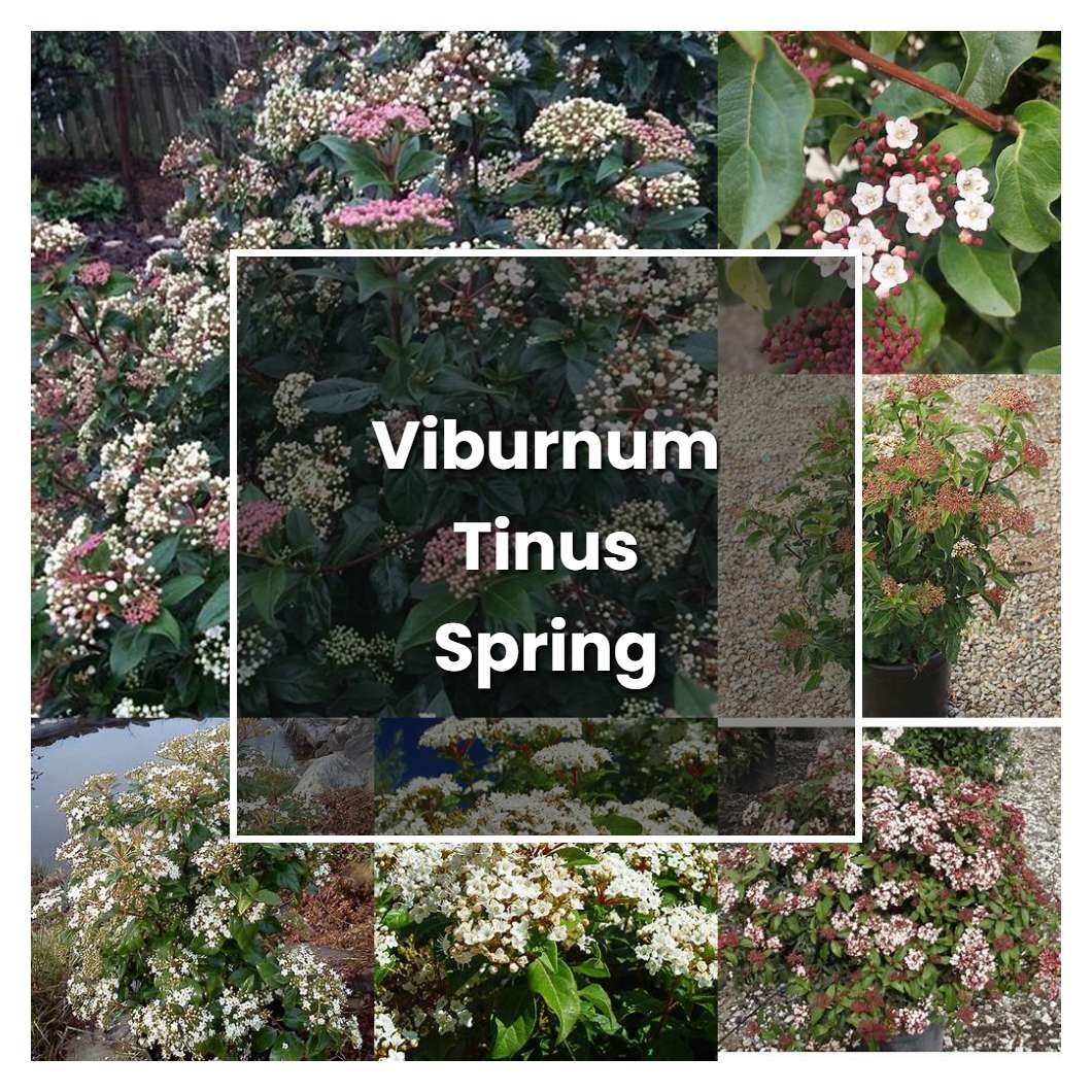 How to Grow Viburnum Tinus Spring Bouquet - Plant Care & Tips