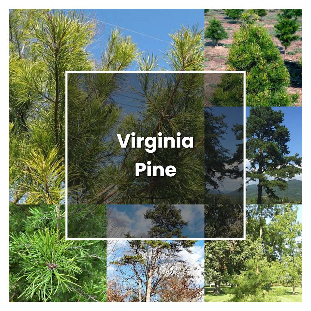 How to Grow Virginia Pine - Plant Care & Tips