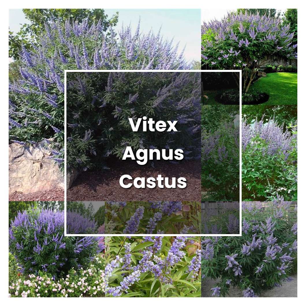 How to Grow Vitex Agnus Castus - Plant Care & Tips