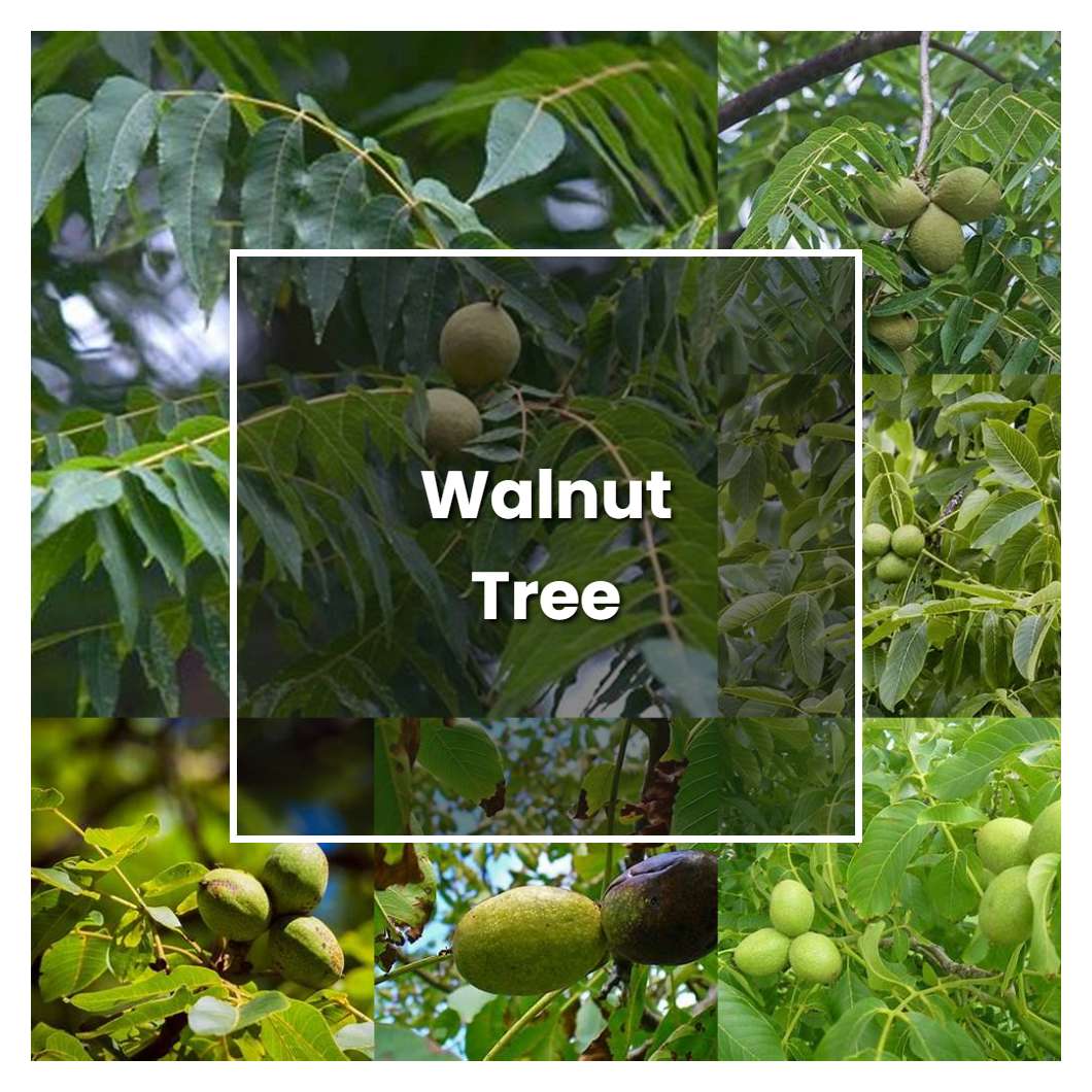 How to Grow Walnut Tree - Plant Care & Tips