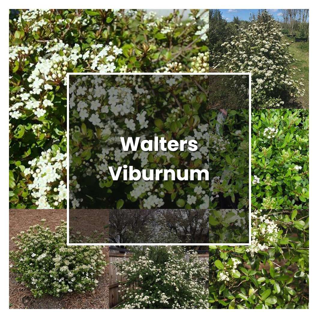 How to Grow Walters Viburnum - Plant Care & Tips