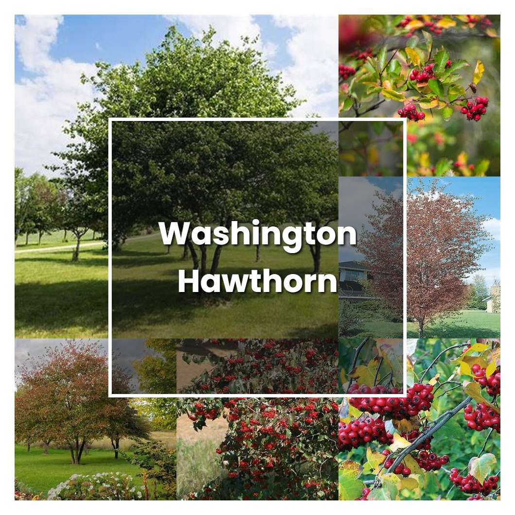 How to Grow Washington Hawthorn - Plant Care & Tips