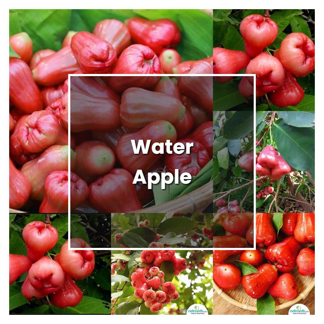 How to Grow Water Apple - Plant Care & Tips