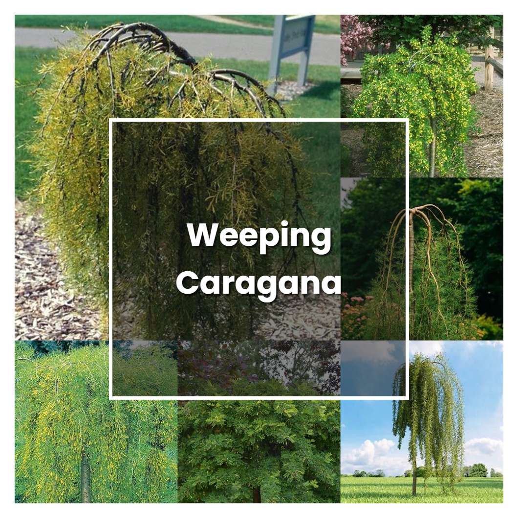 How to Grow Weeping Caragana - Plant Care & Tips