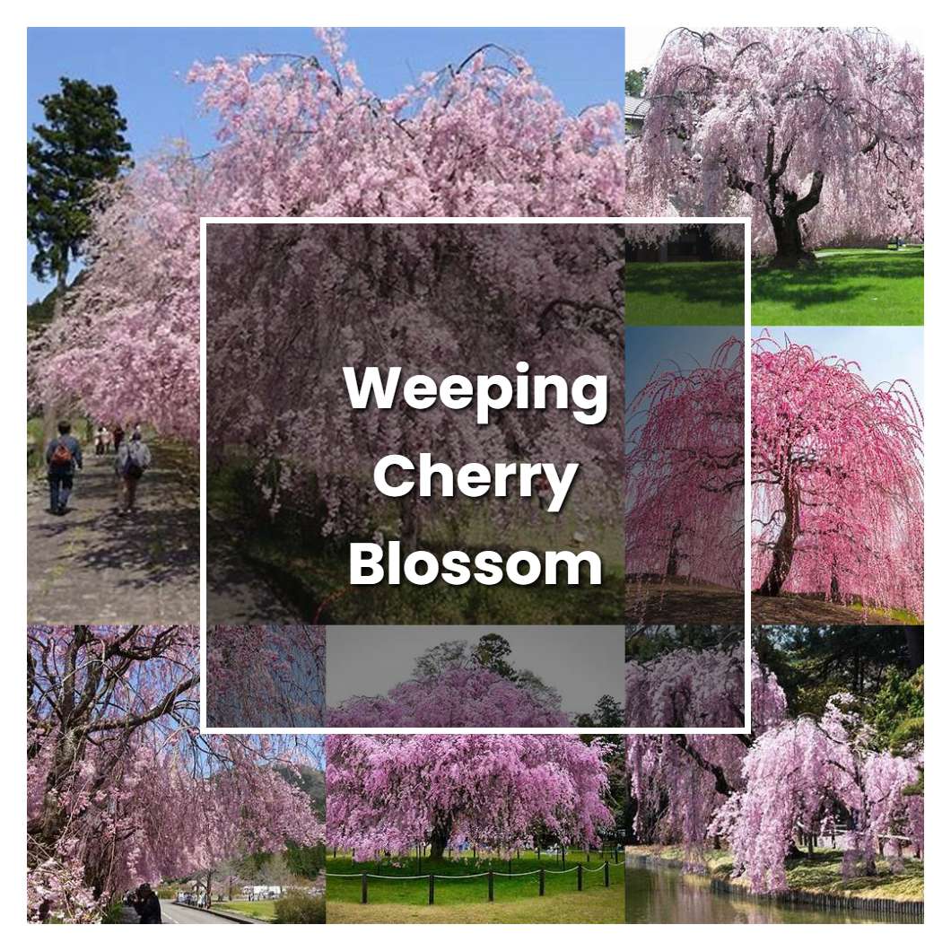 How to Grow Weeping Cherry Blossom Tree - Plant Care & Tips