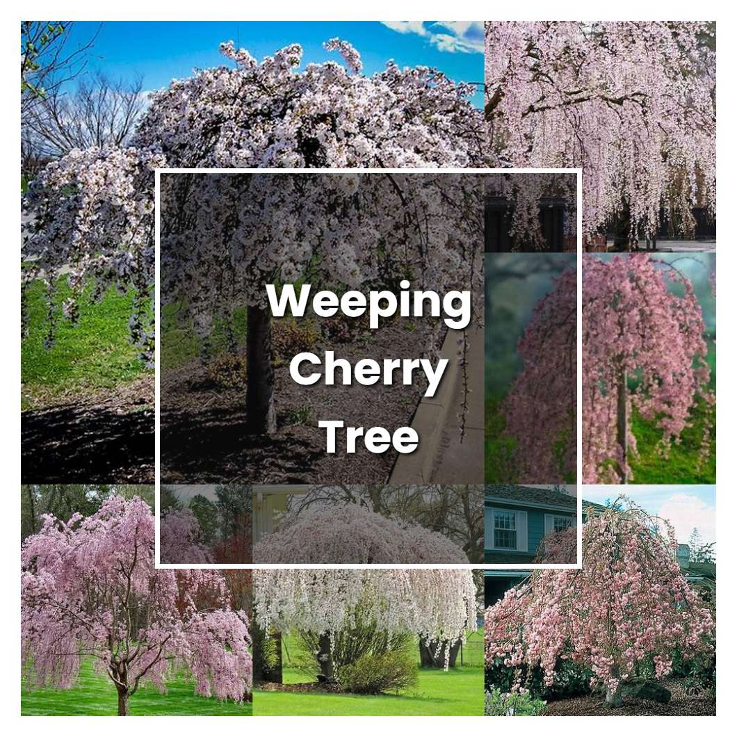 How to Grow Weeping Cherry Tree - Plant Care & Tips
