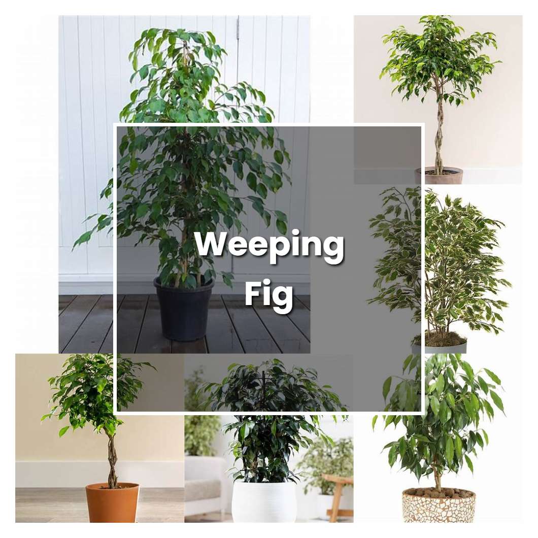 How to Grow Weeping Fig - Plant Care & Tips