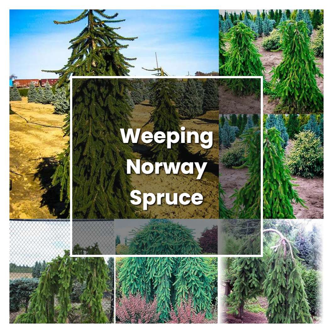 How to Grow Weeping Norway Spruce - Plant Care & Tips