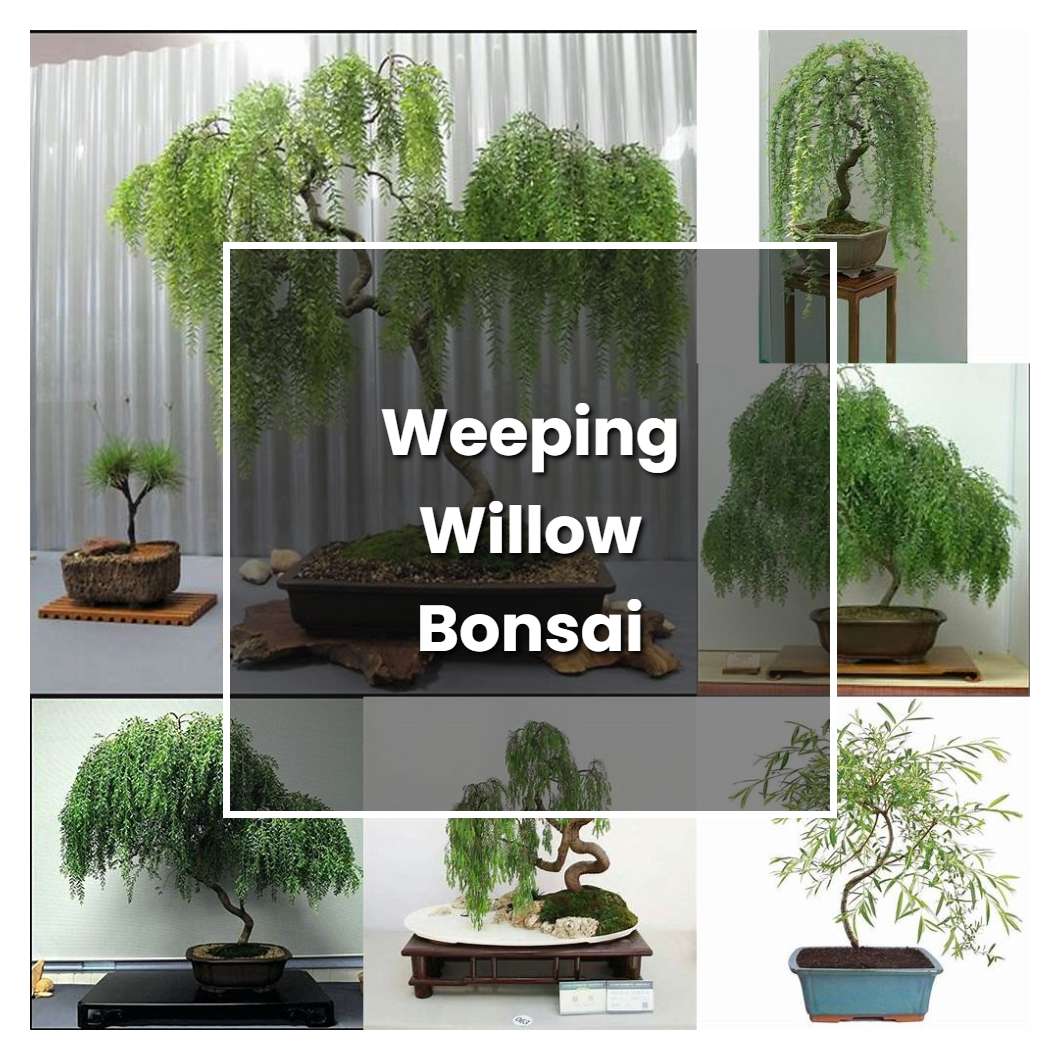 How to Grow Weeping Willow Bonsai - Plant Care & Tips