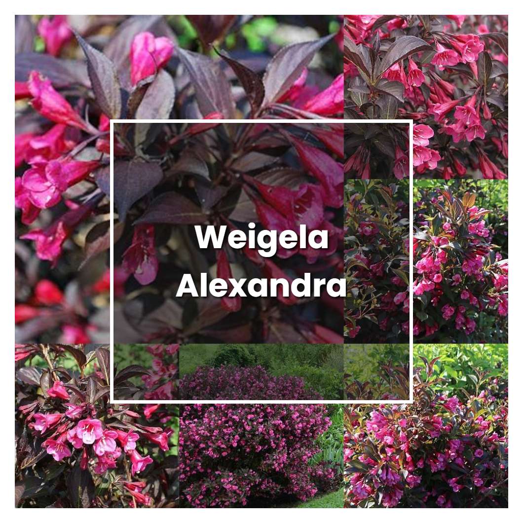 How to Grow Weigela Alexandra - Plant Care & Tips