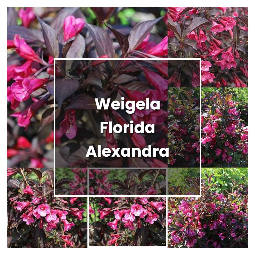 How to Grow Weigela Florida Alexandra - Plant Care & Tips