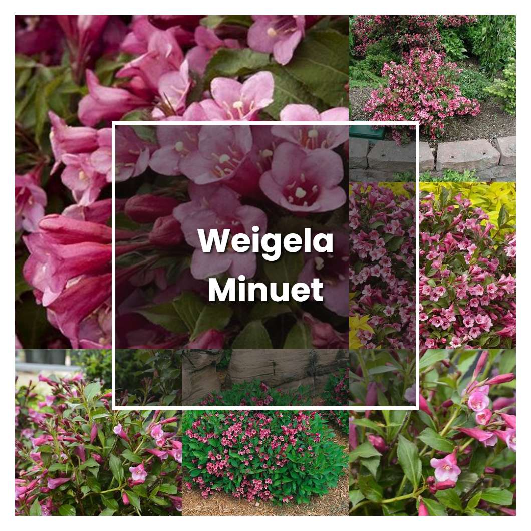 How to Grow Weigela Minuet - Plant Care & Tips