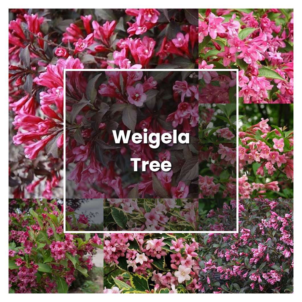 How to Grow Weigela Tree - Plant Care & Tips