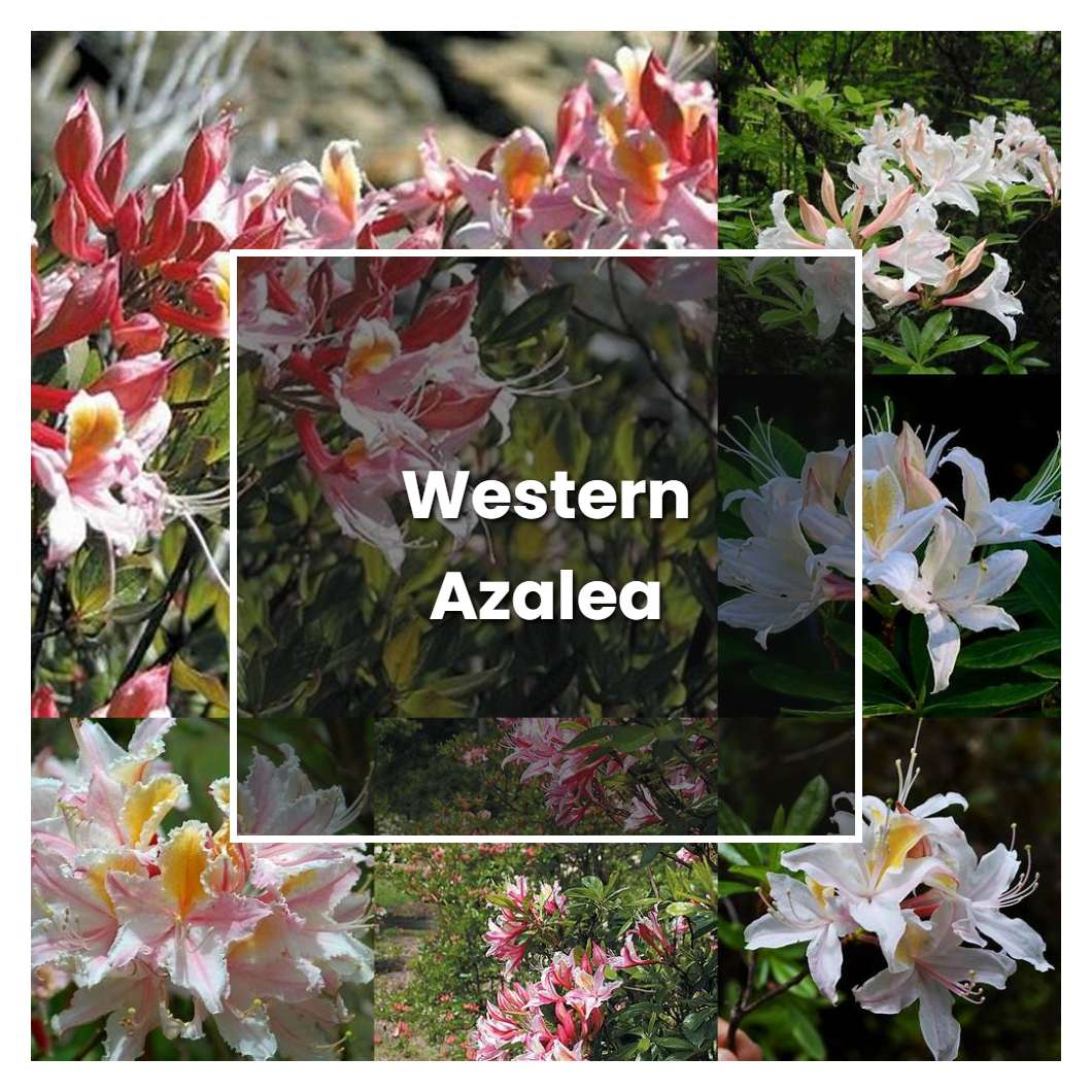 How to Grow Western Azalea - Plant Care & Tips