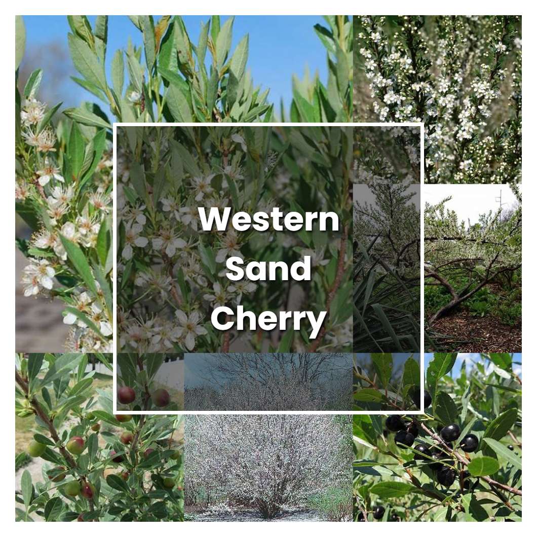 How to Grow Western Sand Cherry - Plant Care & Tips