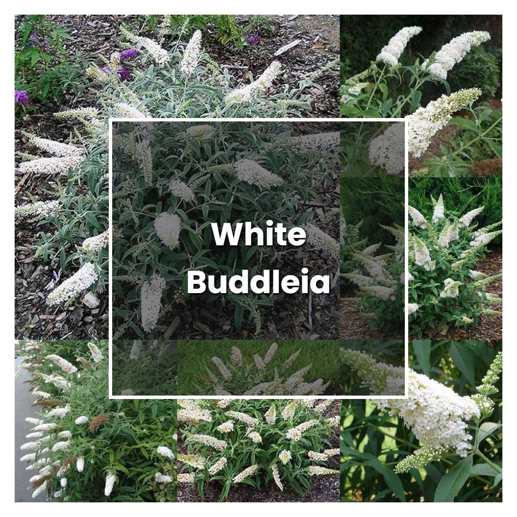 How to Grow White Buddleia - Plant Care & Tips