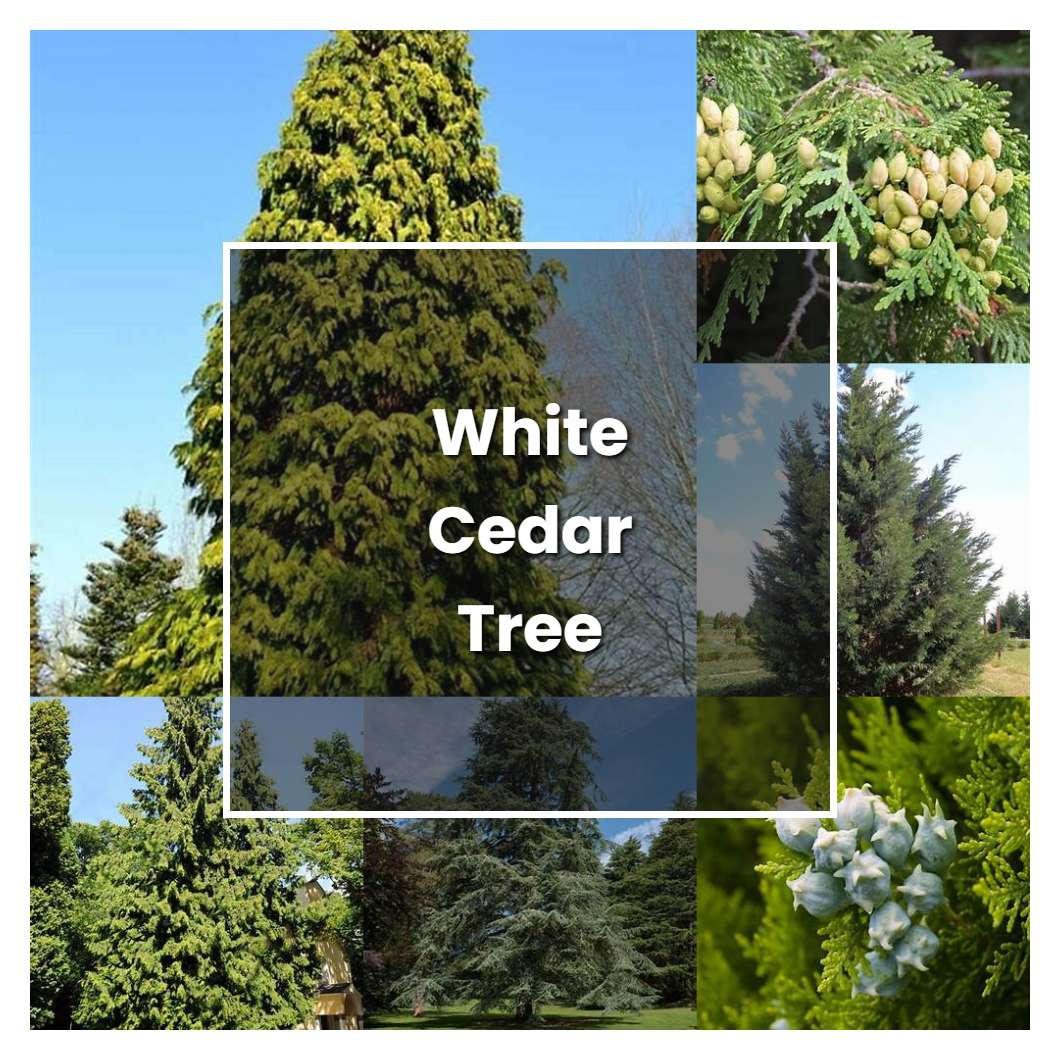 How to Grow White Cedar Tree - Plant Care & Tips