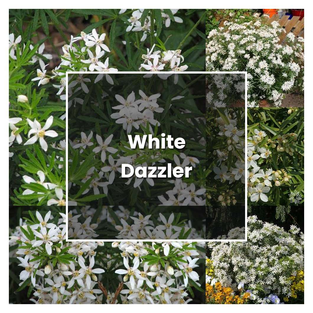 How to Grow White Dazzler - Plant Care & Tips