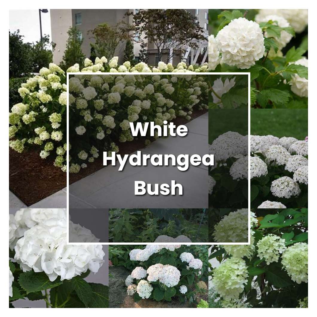 How to Grow White Hydrangea Bush - Plant Care & Tips