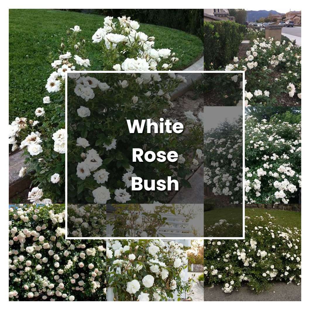 How to Grow White Rose Bush - Plant Care & Tips