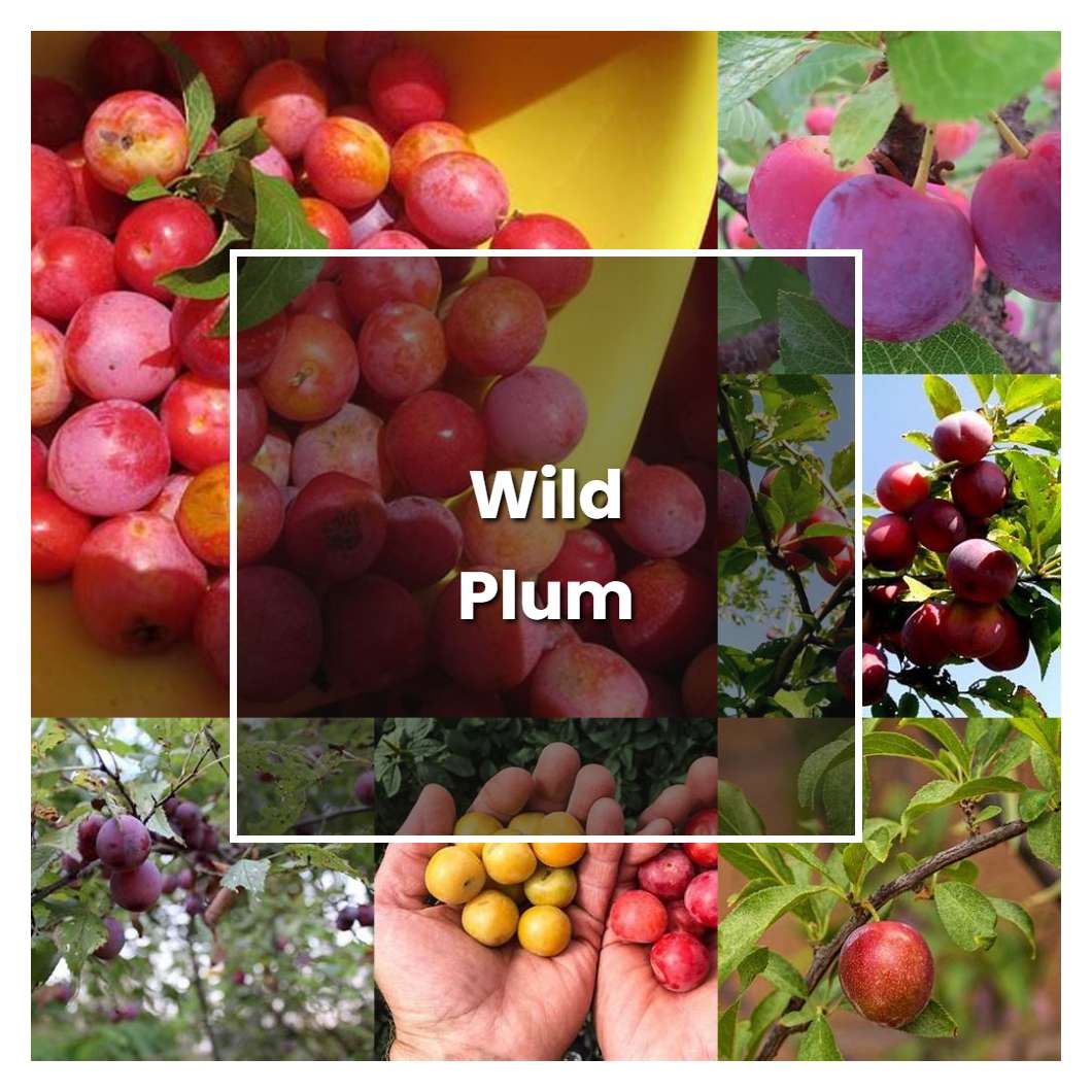 How to Grow Wild Plum - Plant Care & Tips