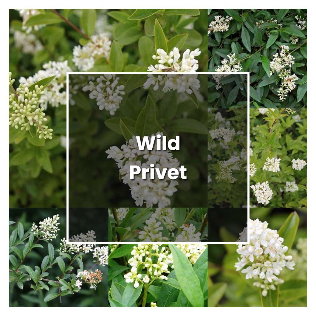 How to Grow Wild Privet - Plant Care & Tips