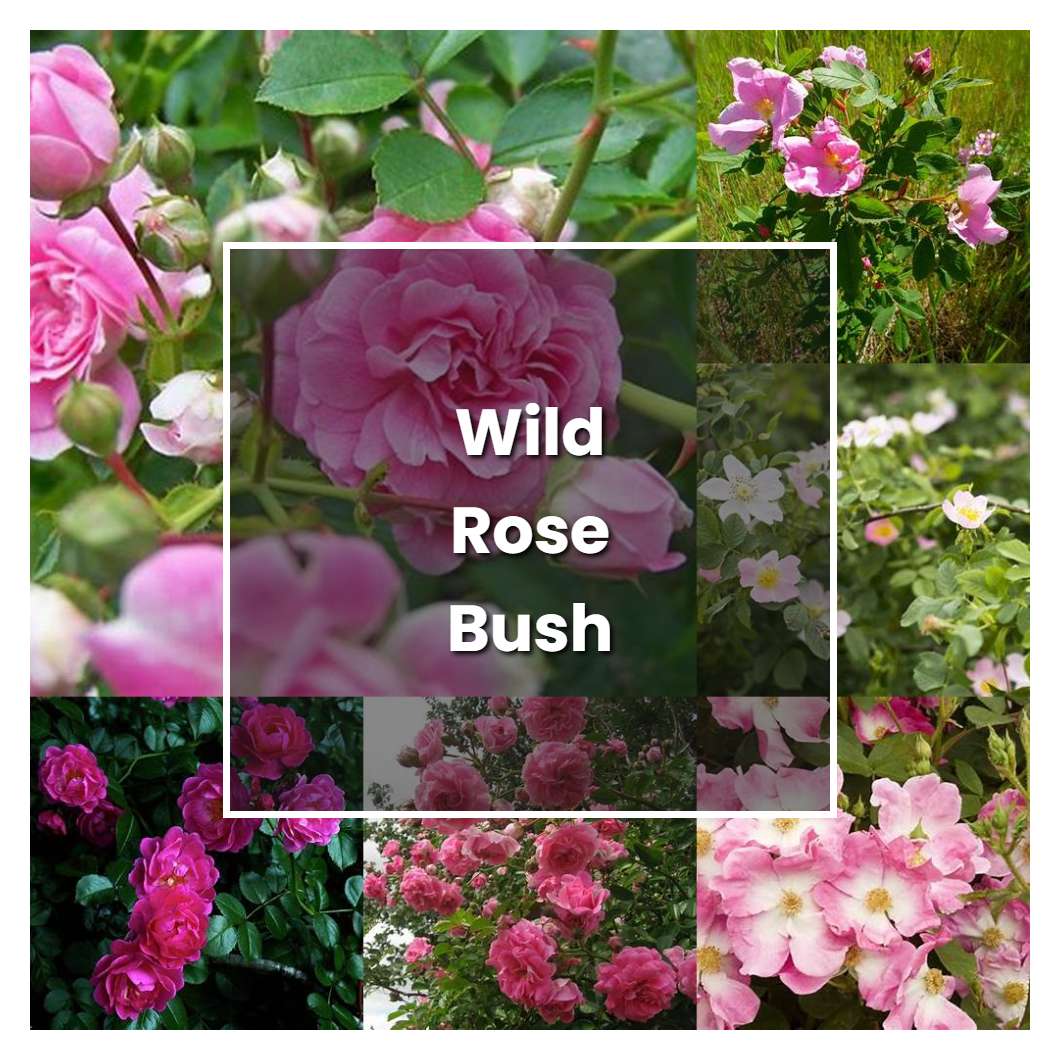 How to Grow Wild Rose Bush - Plant Care & Tips