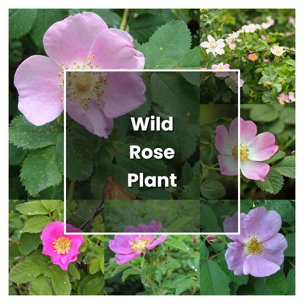 How to Grow Wild Rose Plant - Plant Care & Tips