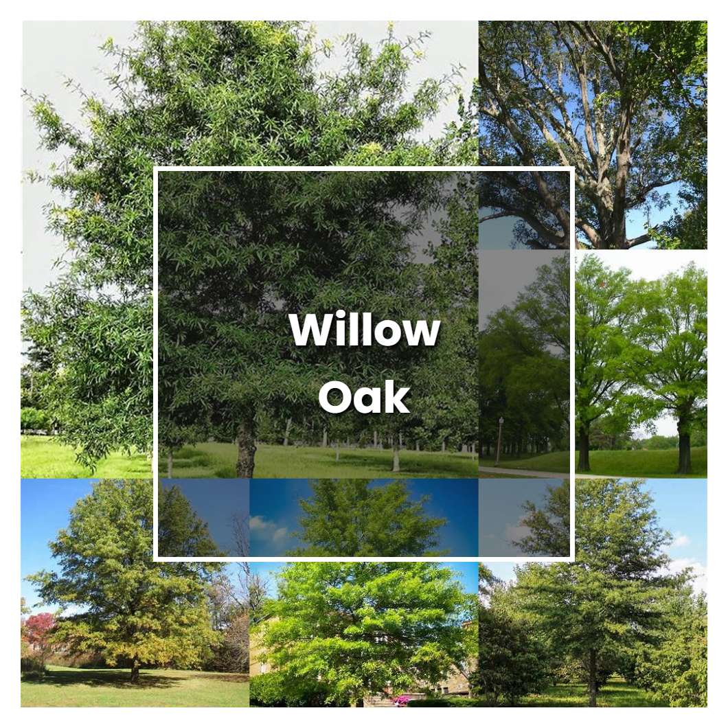 How to Grow Willow Oak - Plant Care & Tips
