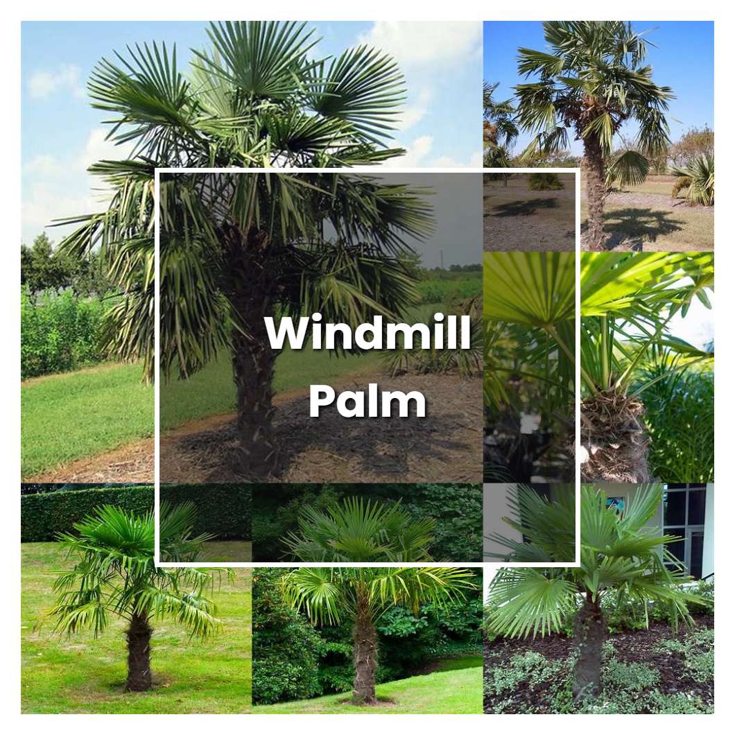 How to Grow Windmill Palm - Plant Care & Tips