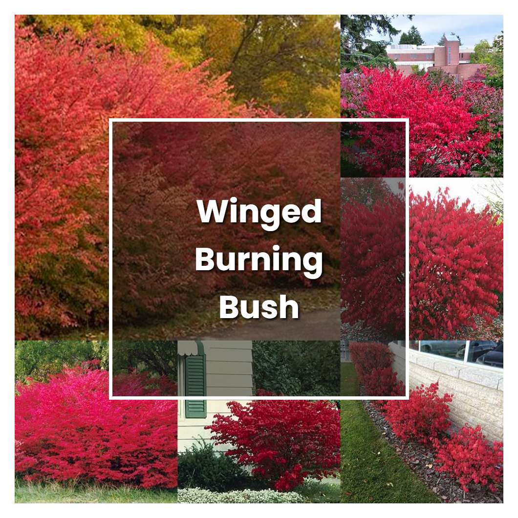 How to Grow Winged Burning Bush - Plant Care & Tips