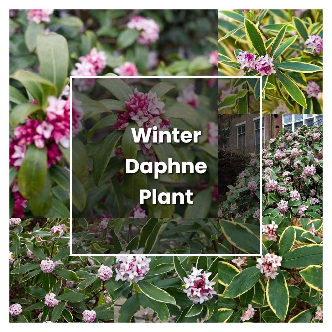 How to Grow Winter Daphne Plant - Plant Care & Tips