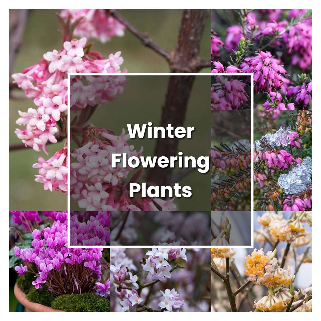 How to Grow Winter Flowering Plants And Shrubs - Plant Care & Tips