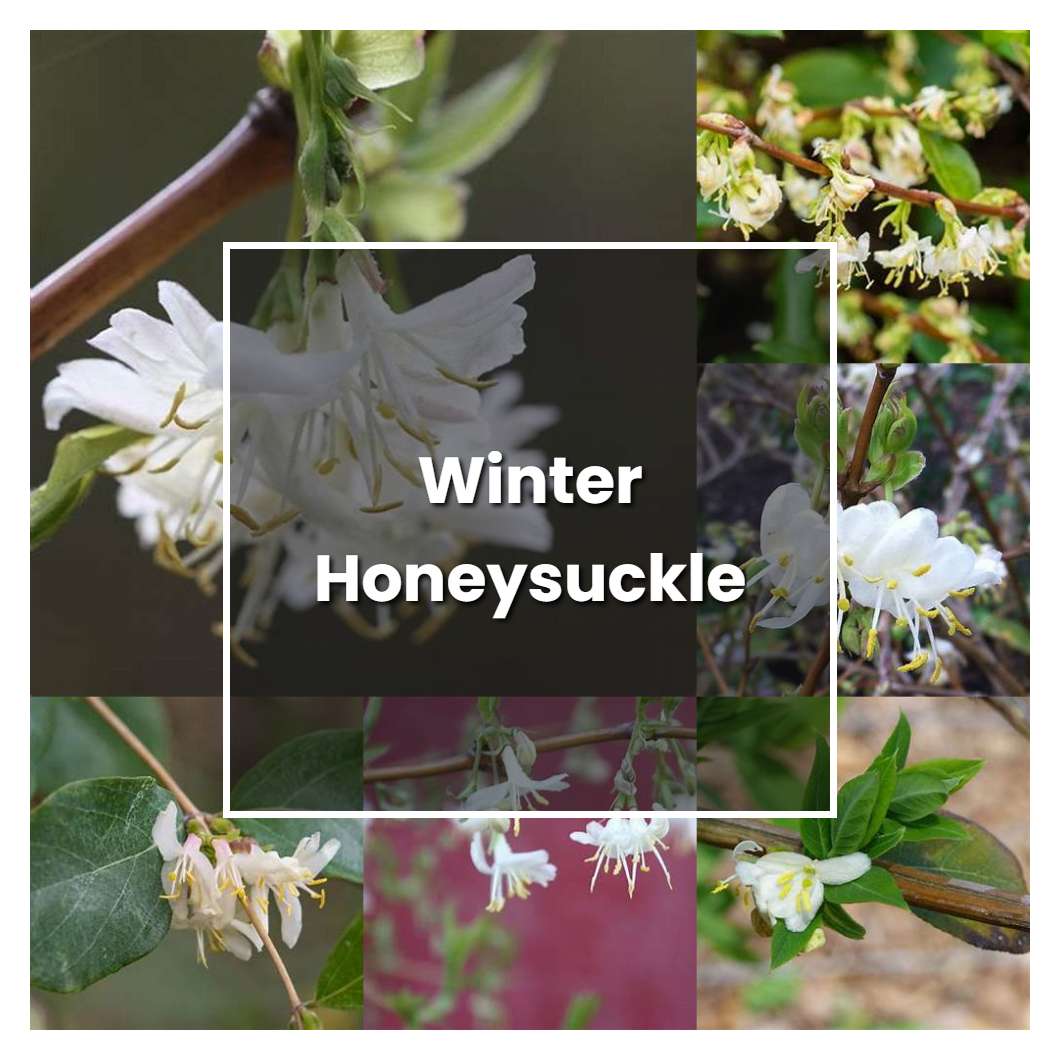 How to Grow Winter Honeysuckle - Plant Care & Tips