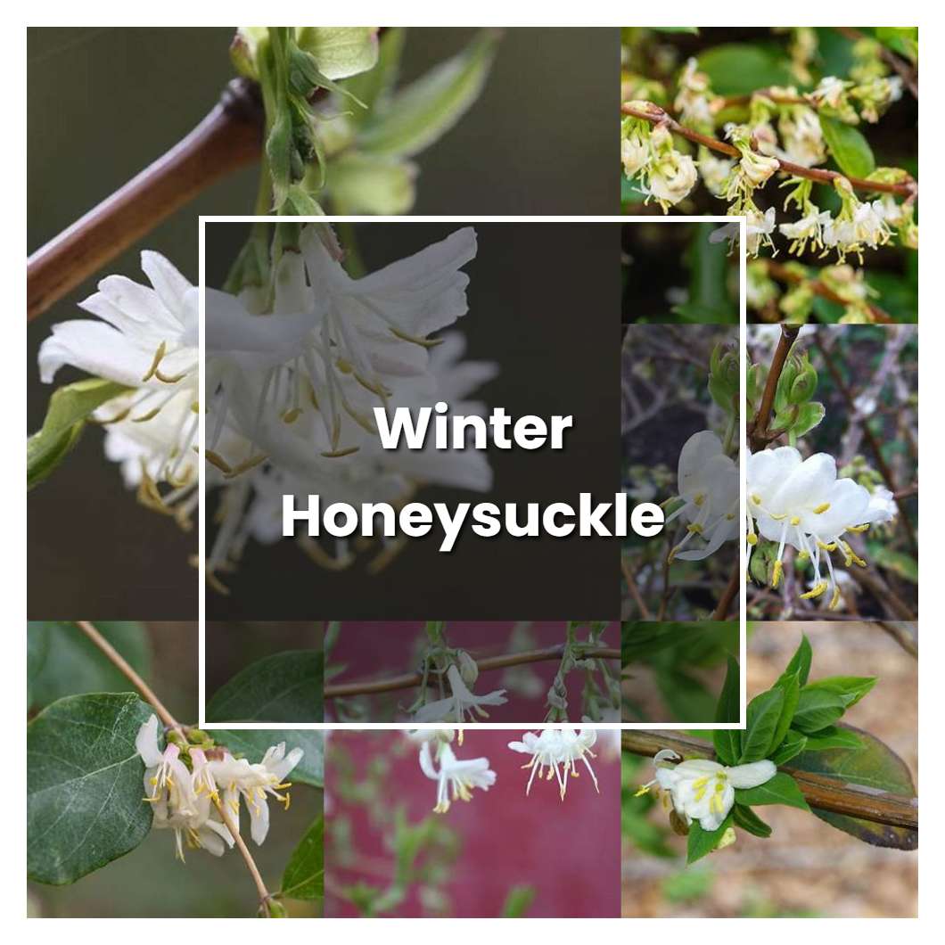 How to Grow Winter Honeysuckle Plant Care & Tips NorwichGardener