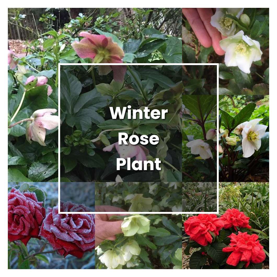 How to Grow Winter Rose Plant Plant Care & Tips NorwichGardener
