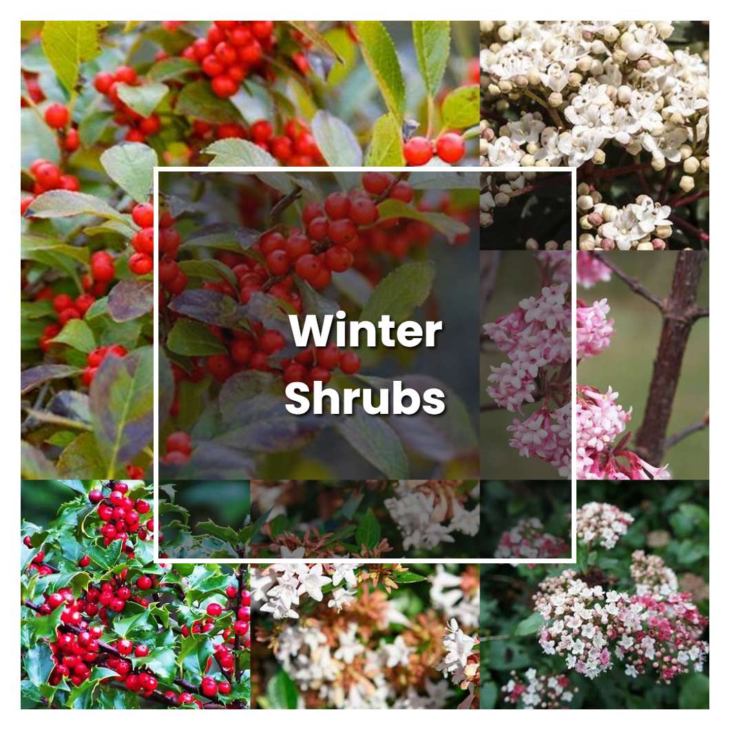 How to Grow Winter Shrubs Plant Care & Tips NorwichGardener