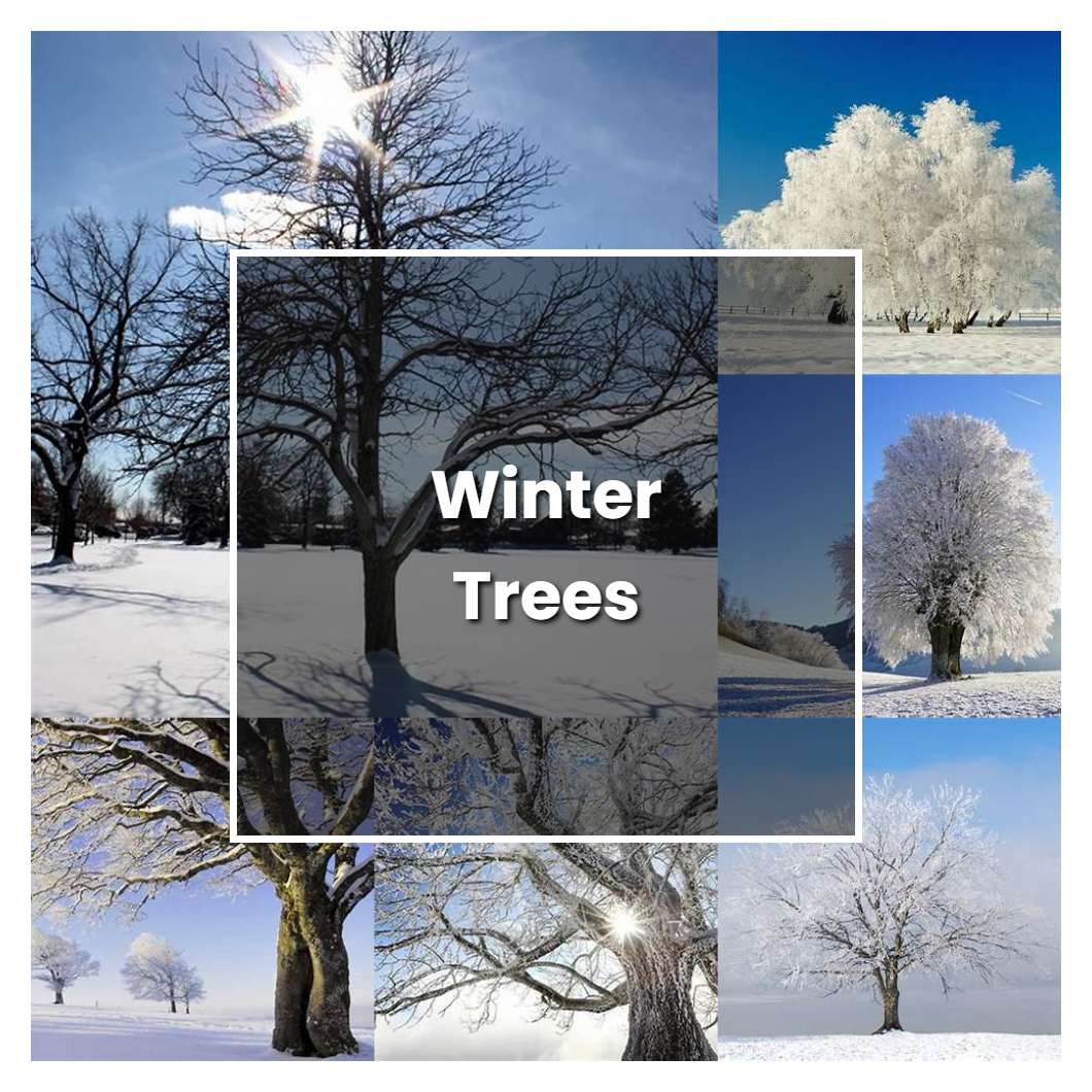 How to Grow Winter Trees - Plant Care & Tips