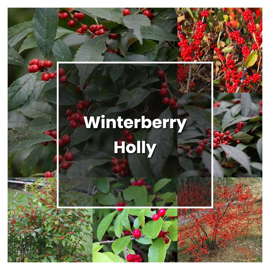 How to Grow Winterberry Holly - Plant Care & Tips