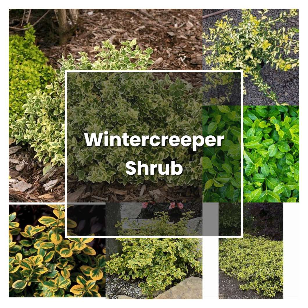 How to Grow Wintercreeper Shrub - Plant Care & Tips