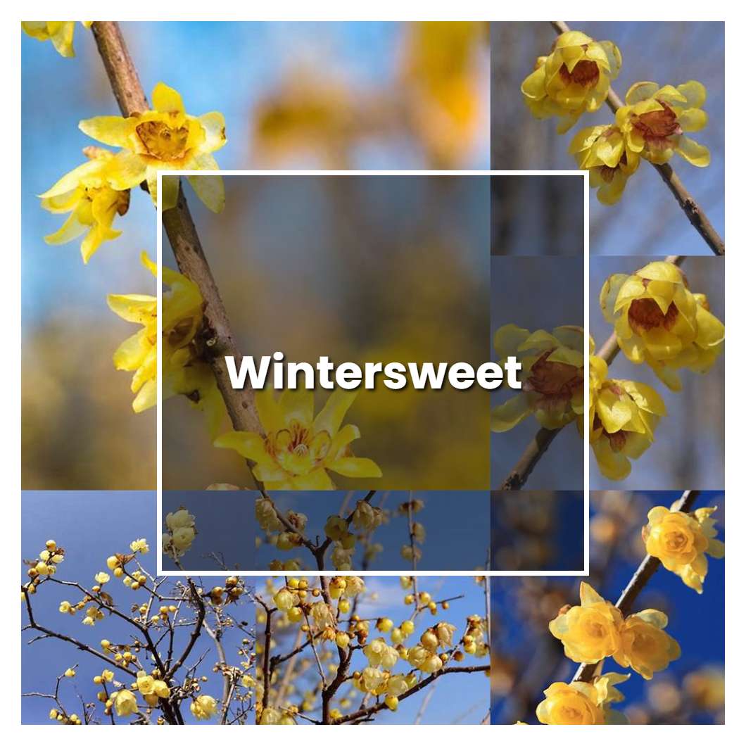 How to Grow Wintersweet - Plant Care & Tips