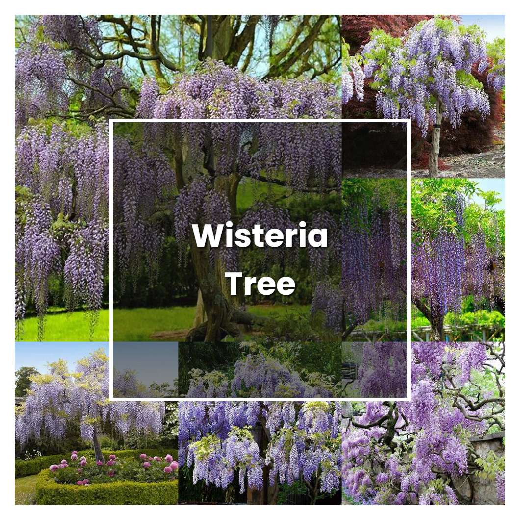 How to Grow Wisteria Tree - Plant Care & Tips