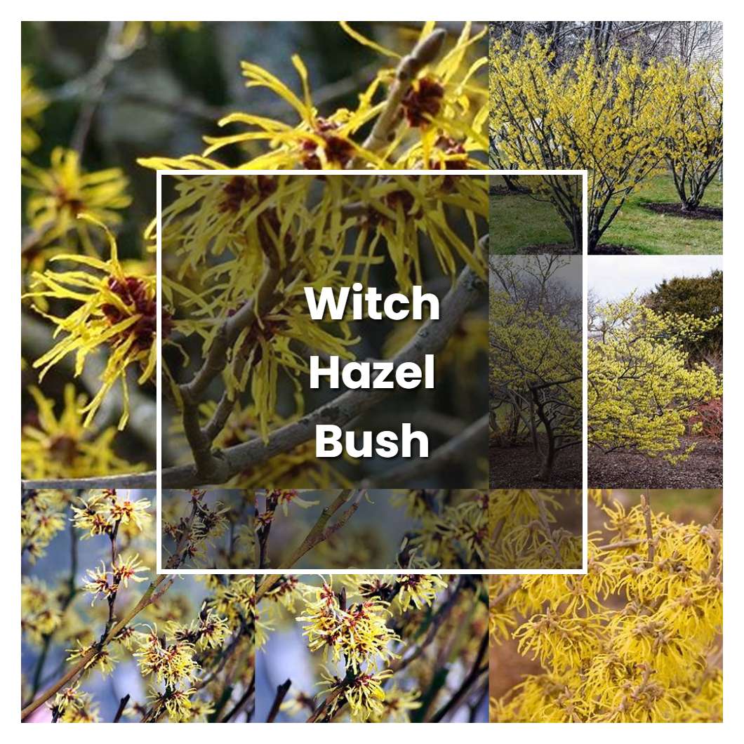 How to Grow Witch Hazel Bush - Plant Care & Tips