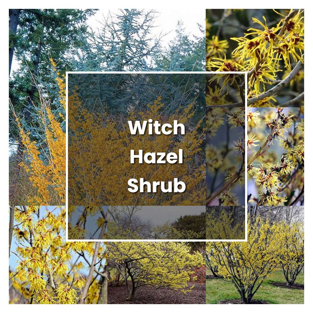 How to Grow Witch Hazel Shrub - Plant Care & Tips