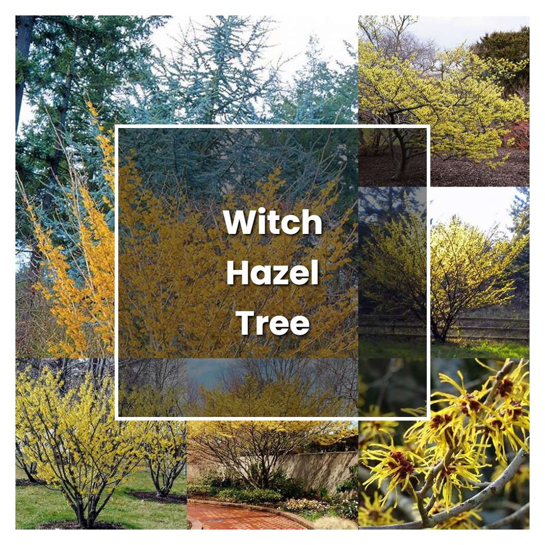 How to Grow Witch Hazel Tree - Plant Care & Tips