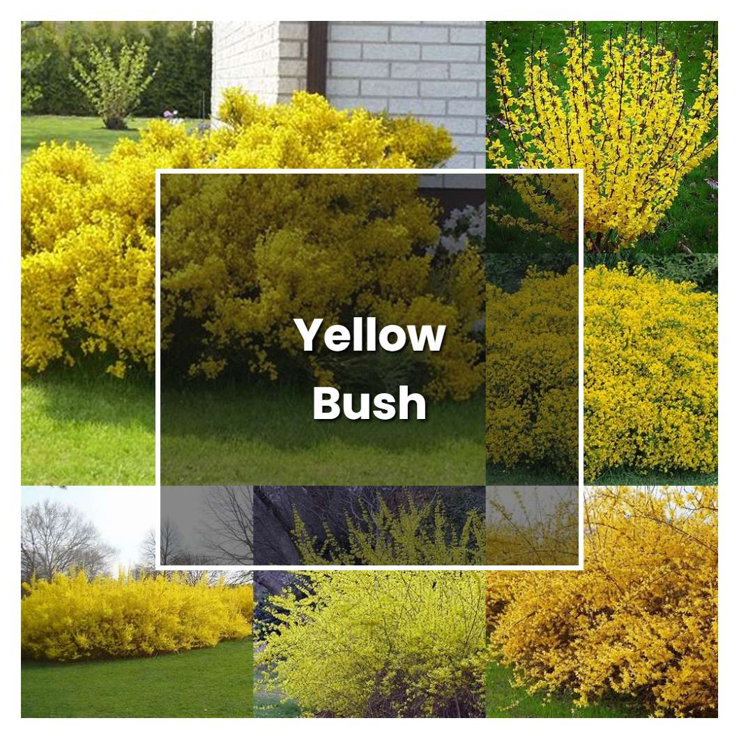 How to Grow Yellow Bush - Plant Care & Tips