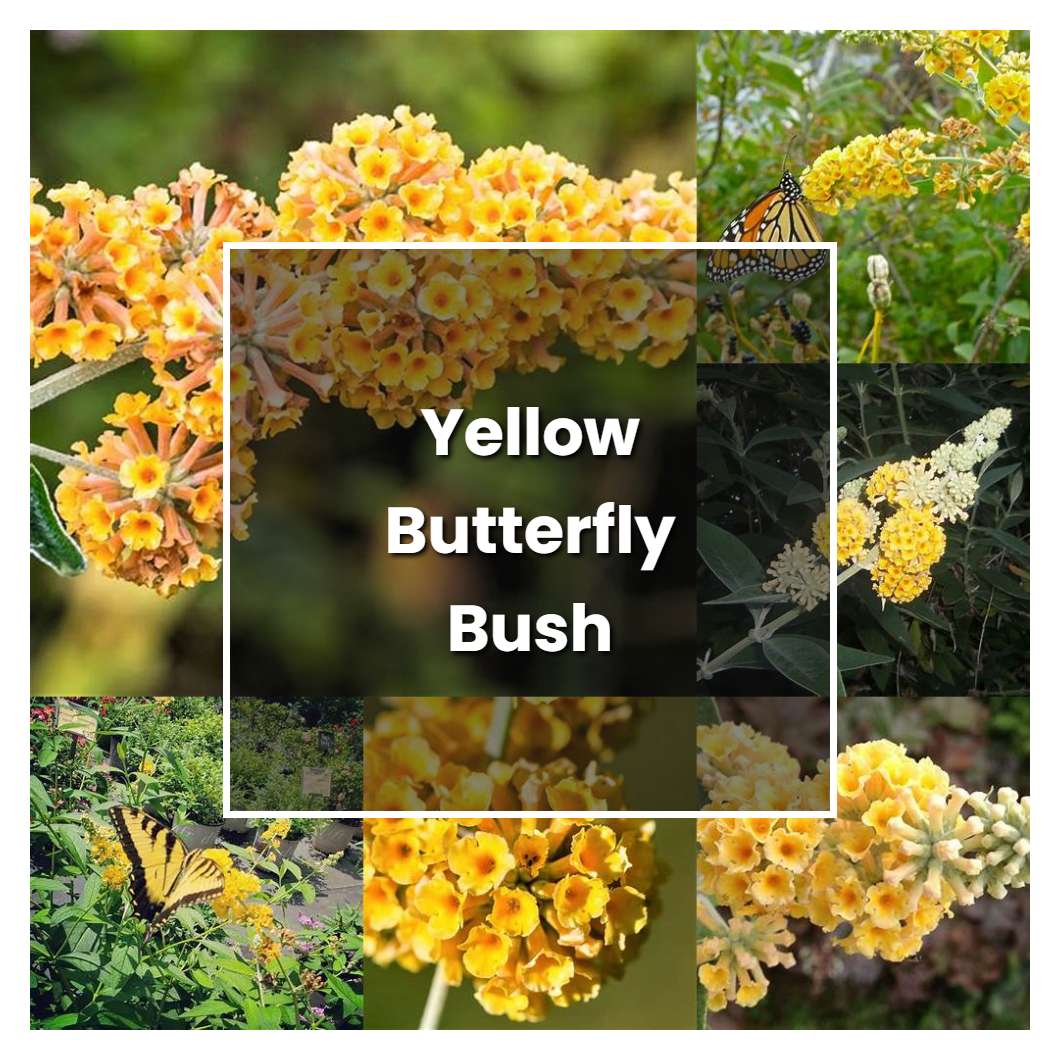 How to Grow Yellow Butterfly Bush - Plant Care & Tips