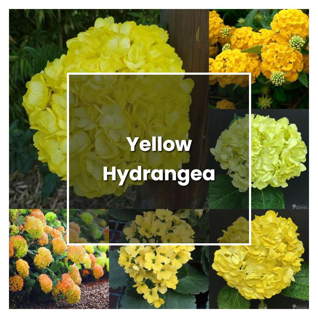 How to Grow Yellow Hydrangea - Plant Care & Tips