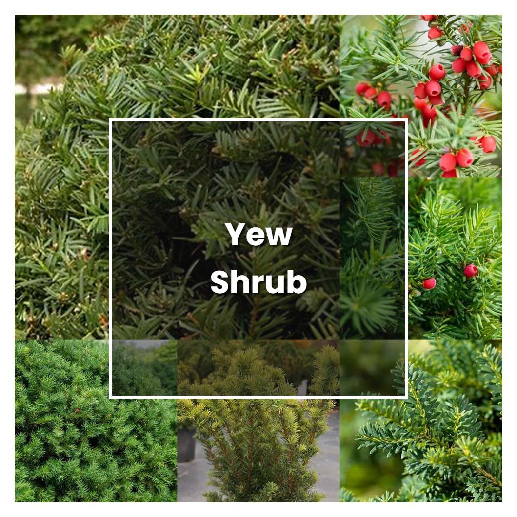 How to Grow Yew Shrub - Plant Care & Tips